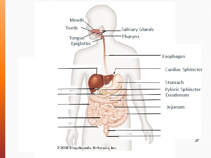 Mouth Teeth Tongue Epiglottis Salivary Glands Pharynx Esophagus Liver Gall Bladder Pancreas Ascending Colon