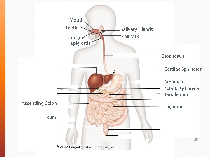 Mouth Teeth Tongue Epiglottis Salivary Glands Pharynx Esophagus Liver Gall Bladder Pancreas Ascending Colon