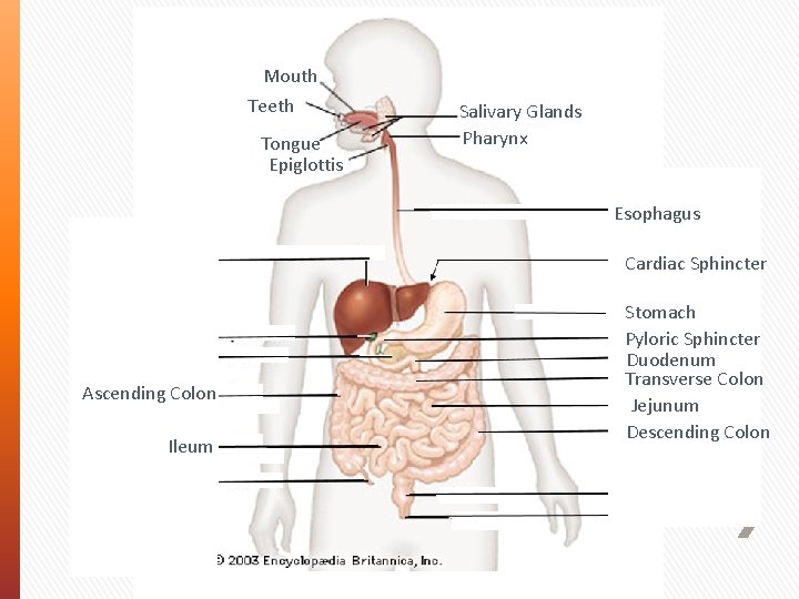 Mouth Teeth Tongue Epiglottis Salivary Glands Pharynx Esophagus Liver Gall Bladder Pancreas Ascending Colon