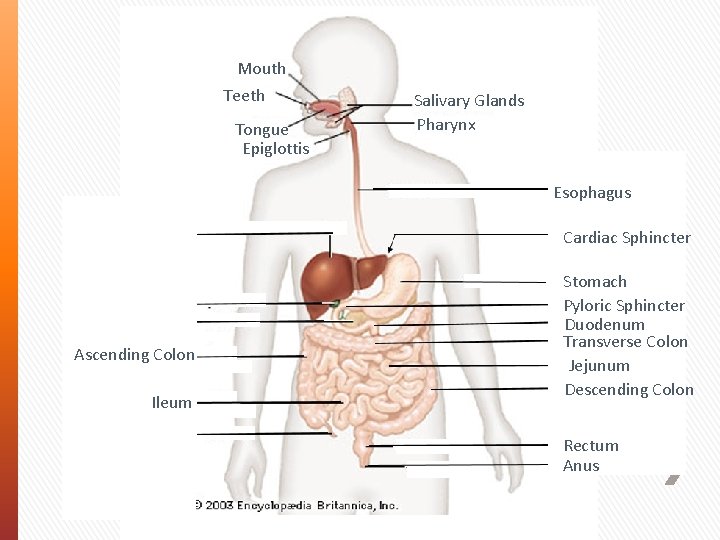 Mouth Teeth Tongue Epiglottis Salivary Glands Pharynx Esophagus Liver Gall Bladder Pancreas Ascending Colon