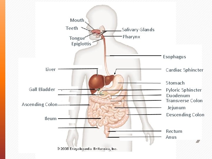 Mouth Teeth Tongue Epiglottis Salivary Glands Pharynx Esophagus Liver Gall. Bladder Pancreas Ascending Colon