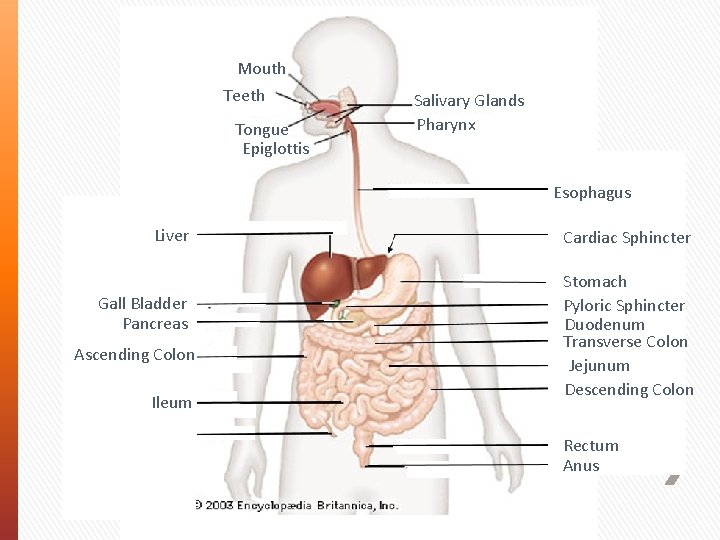 Mouth Teeth Tongue Epiglottis Salivary Glands Pharynx Esophagus Liver Gall. Bladder Pancreas Ascending Colon