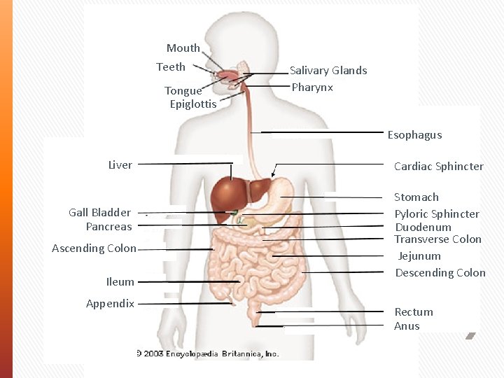 Mouth Teeth Tongue Epiglottis Salivary Glands Pharynx Esophagus Liver Gall. Bladder Pancreas Ascending Colon