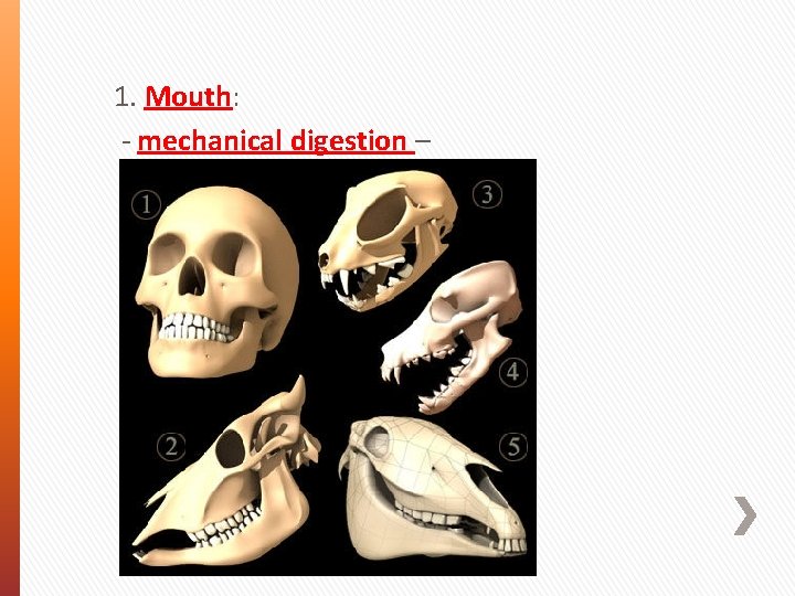 1. Mouth: - mechanical digestion – 