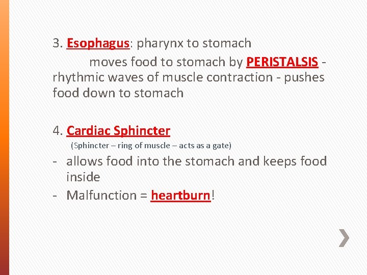3. Esophagus: pharynx to stomach moves food to stomach by PERISTALSIS rhythmic waves of