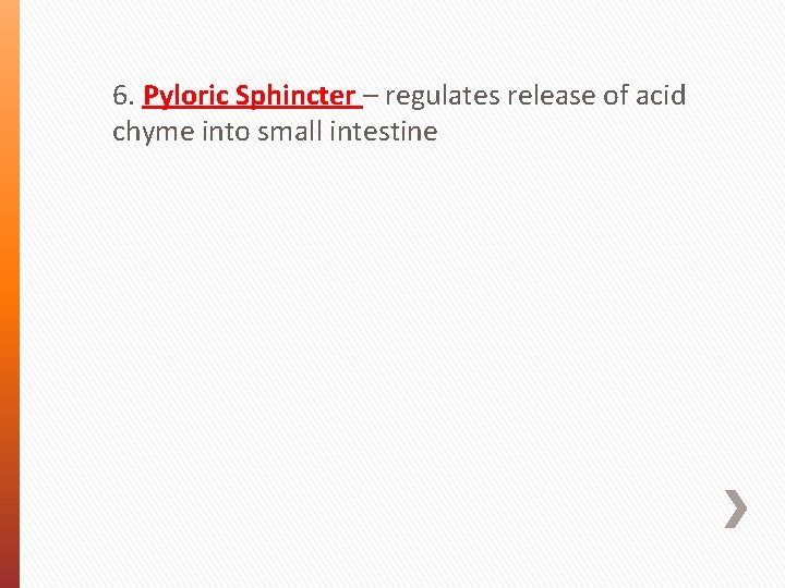 6. Pyloric Sphincter – regulates release of acid chyme into small intestine 