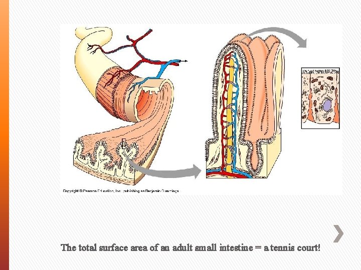 The total surface area of an adult small intestine = a tennis court! 