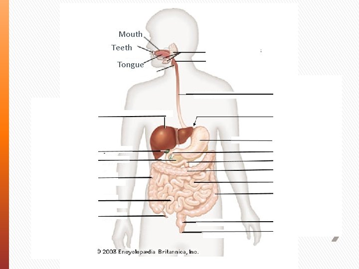 Mouth Teeth Tongue Salivary Glands Pharynx Esophagus Liver Gall Bladder Pancreas Ascending Colon Ileum