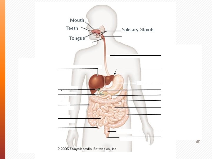 Mouth Teeth Tongue Salivary Glands Pharynx Esophagus Liver Gall Bladder Pancreas Ascending Colon Ileum