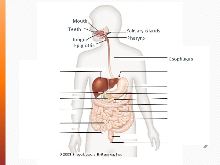 Mouth Teeth Tongue Epiglottis Salivary Glands Pharynx Esophagus Liver Gall Bladder Pancreas Ascending Colon