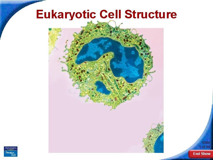 Eukaryotic Cell Structure Slide 1 of 49 End Show 