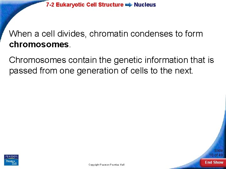 7 -2 Eukaryotic Cell Structure Nucleus When a cell divides, chromatin condenses to form