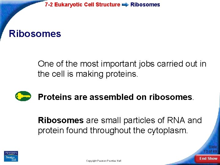7 -2 Eukaryotic Cell Structure Ribosomes One of the most important jobs carried out