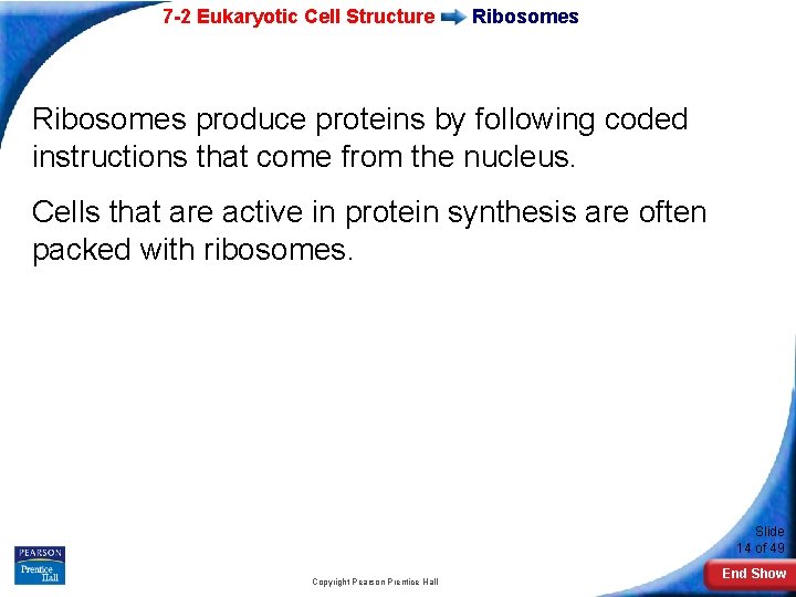 7 -2 Eukaryotic Cell Structure Ribosomes produce proteins by following coded instructions that come