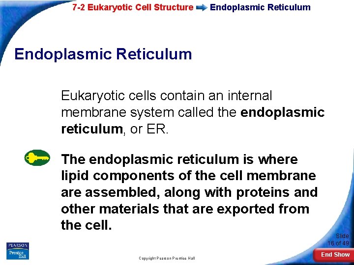 7 -2 Eukaryotic Cell Structure Endoplasmic Reticulum Eukaryotic cells contain an internal membrane system