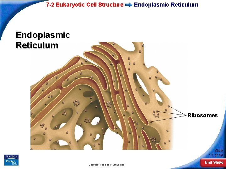 7 -2 Eukaryotic Cell Structure Endoplasmic Reticulum Ribosomes Slide 17 of 49 Copyright Pearson