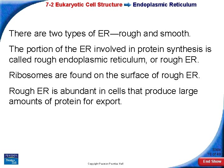 7 -2 Eukaryotic Cell Structure Endoplasmic Reticulum There are two types of ER—rough and