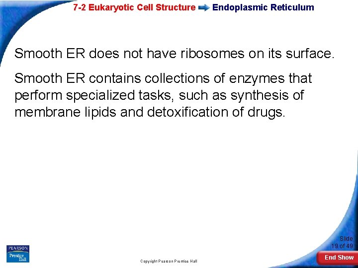 7 -2 Eukaryotic Cell Structure Endoplasmic Reticulum Smooth ER does not have ribosomes on