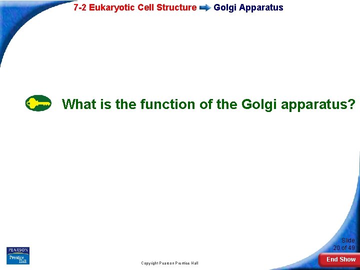7 -2 Eukaryotic Cell Structure Golgi Apparatus What is the function of the Golgi