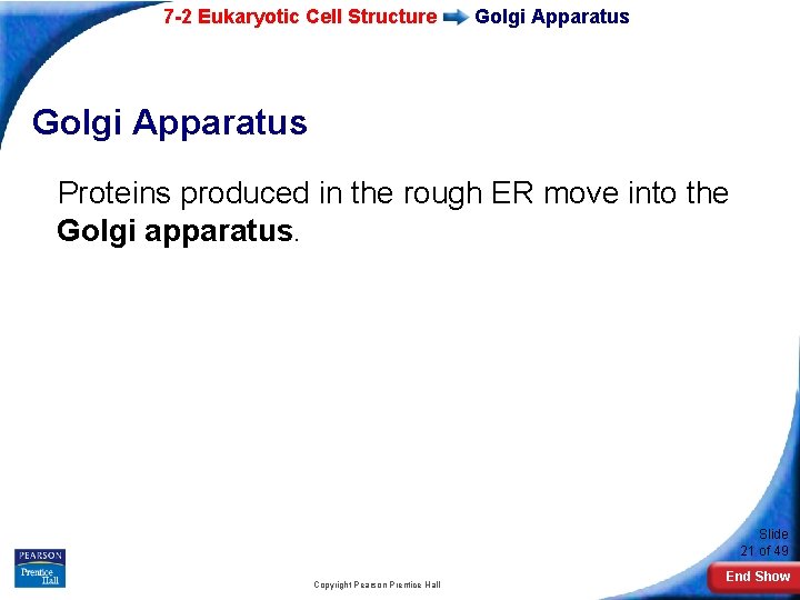 7 -2 Eukaryotic Cell Structure Golgi Apparatus Proteins produced in the rough ER move