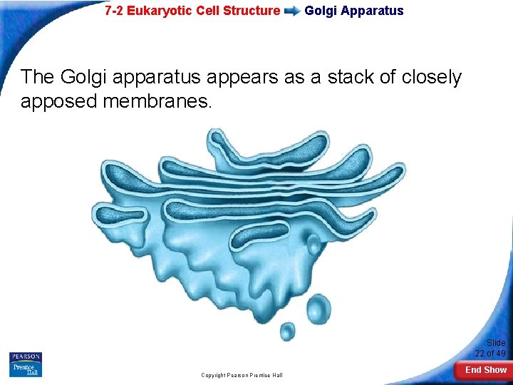 7 -2 Eukaryotic Cell Structure Golgi Apparatus The Golgi apparatus appears as a stack