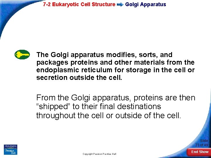 7 -2 Eukaryotic Cell Structure Golgi Apparatus The Golgi apparatus modifies, sorts, and packages