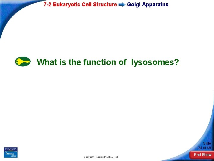 7 -2 Eukaryotic Cell Structure Golgi Apparatus What is the function of lysosomes? Slide