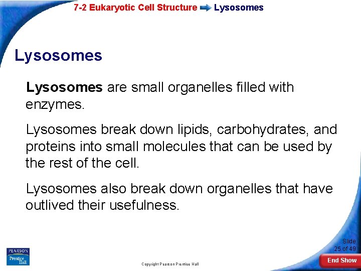 7 -2 Eukaryotic Cell Structure Lysosomes are small organelles filled with enzymes. Lysosomes break