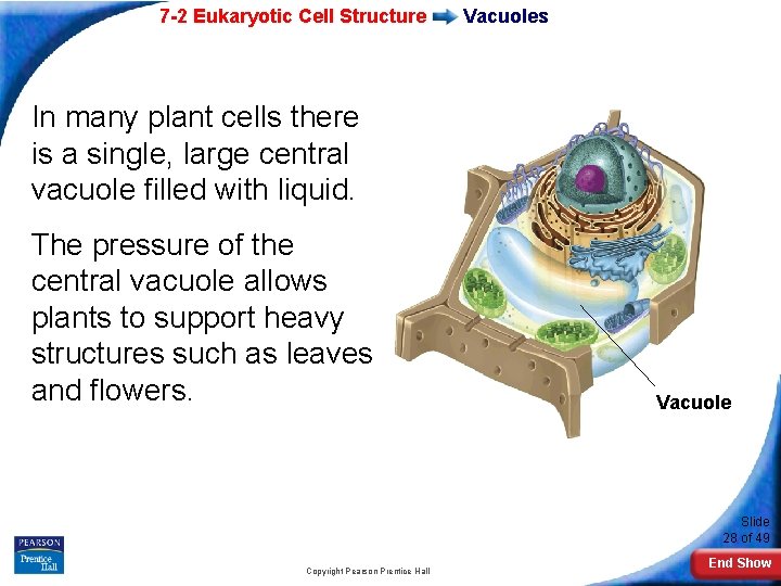 7 -2 Eukaryotic Cell Structure Vacuoles In many plant cells there is a single,