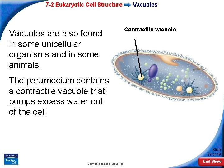 7 -2 Eukaryotic Cell Structure Vacuoles are also found in some unicellular organisms and