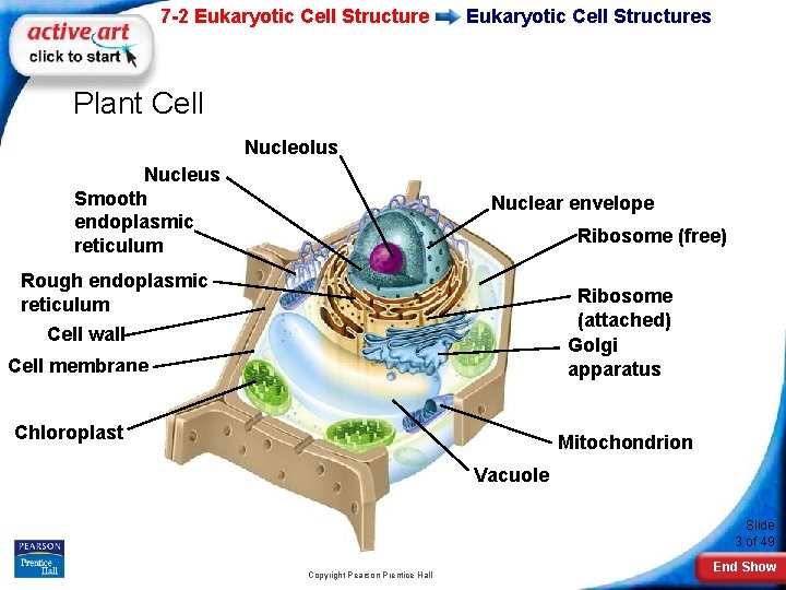 7 -2 Eukaryotic Cell Structures Plant Cell Nucleolus Nucleus Smooth endoplasmic reticulum Nuclear envelope
