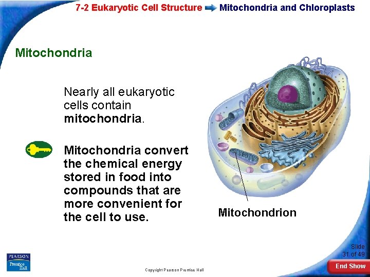 7 -2 Eukaryotic Cell Structure Mitochondria and Chloroplasts Mitochondria Nearly all eukaryotic cells contain