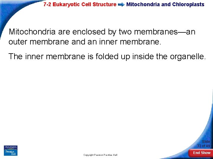 7 -2 Eukaryotic Cell Structure Mitochondria and Chloroplasts Mitochondria are enclosed by two membranes—an