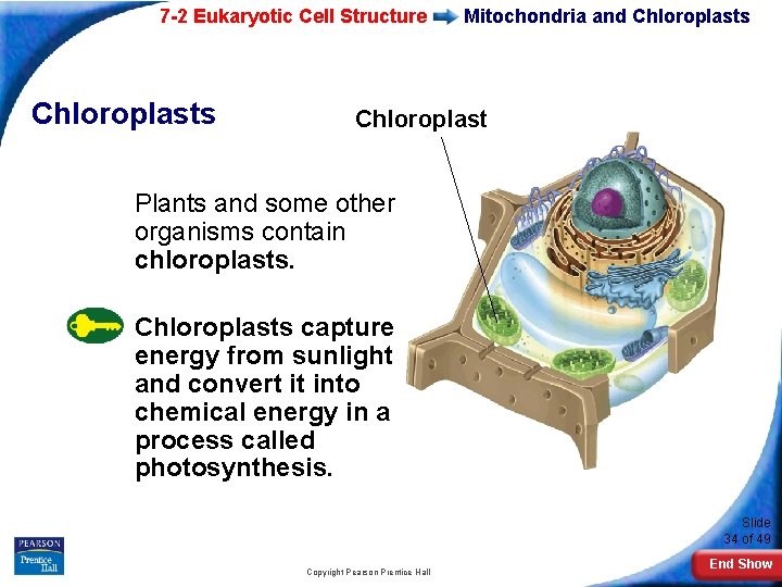 7 -2 Eukaryotic Cell Structure Chloroplasts Mitochondria and Chloroplasts Chloroplast Plants and some other