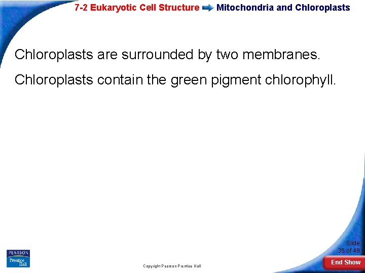 7 -2 Eukaryotic Cell Structure Mitochondria and Chloroplasts are surrounded by two membranes. Chloroplasts