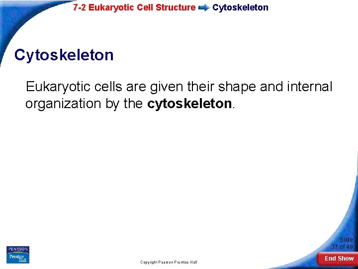 7 -2 Eukaryotic Cell Structure Cytoskeleton Eukaryotic cells are given their shape and internal