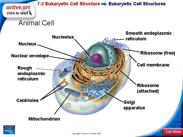 7 -2 Eukaryotic Cell Structures Animal Cell Nucleolus Nucleus Smooth endoplasmic reticulum Ribosome (free)