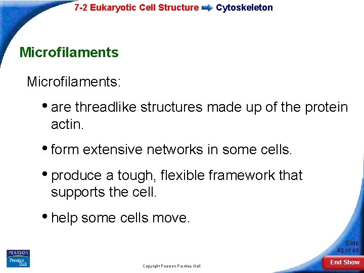7 -2 Eukaryotic Cell Structure Cytoskeleton Microfilaments: • are threadlike structures made up of