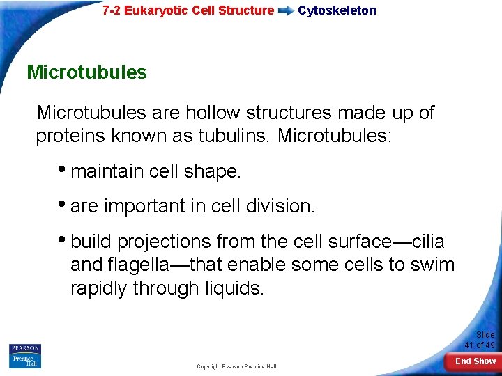 7 -2 Eukaryotic Cell Structure Cytoskeleton Microtubules are hollow structures made up of proteins