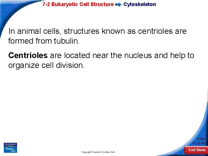 7 -2 Eukaryotic Cell Structure Cytoskeleton In animal cells, structures known as centrioles are