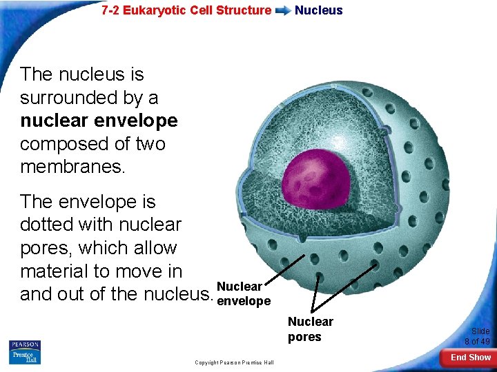 7 -2 Eukaryotic Cell Structure Nucleus The nucleus is surrounded by a nuclear envelope