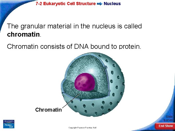 7 -2 Eukaryotic Cell Structure Nucleus The granular material in the nucleus is called