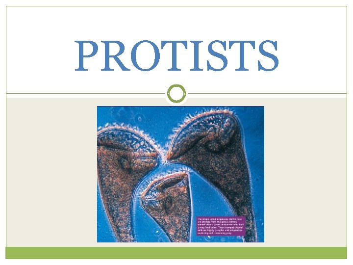 PROTISTS 