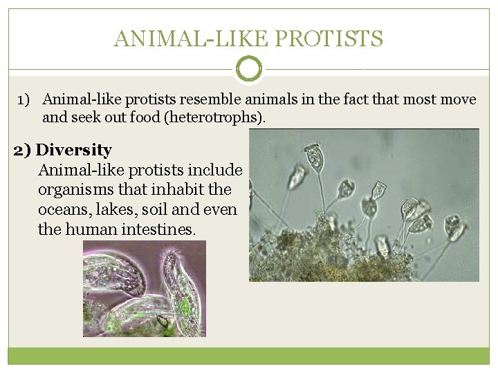 ANIMAL-LIKE PROTISTS 1) Animal-like protists resemble animals in the fact that most move and