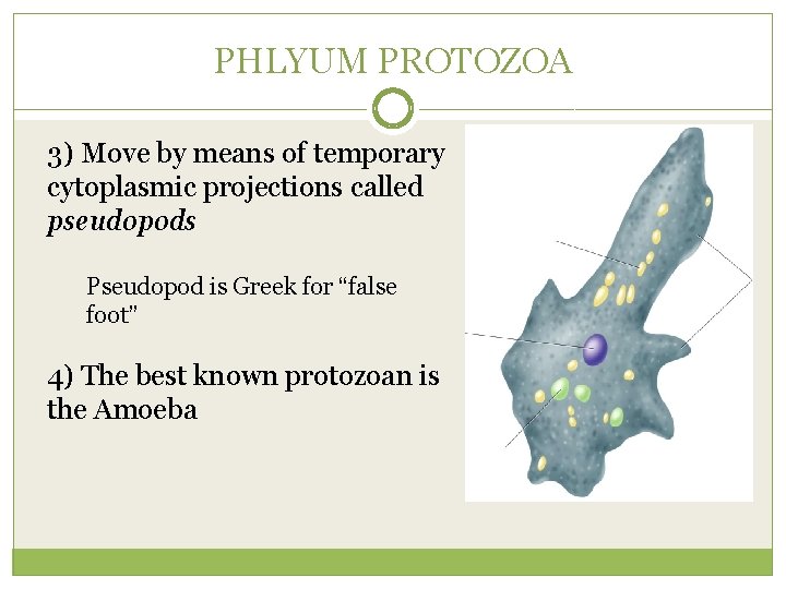 PHLYUM PROTOZOA 3) Move by means of temporary cytoplasmic projections called pseudopods Pseudopod is