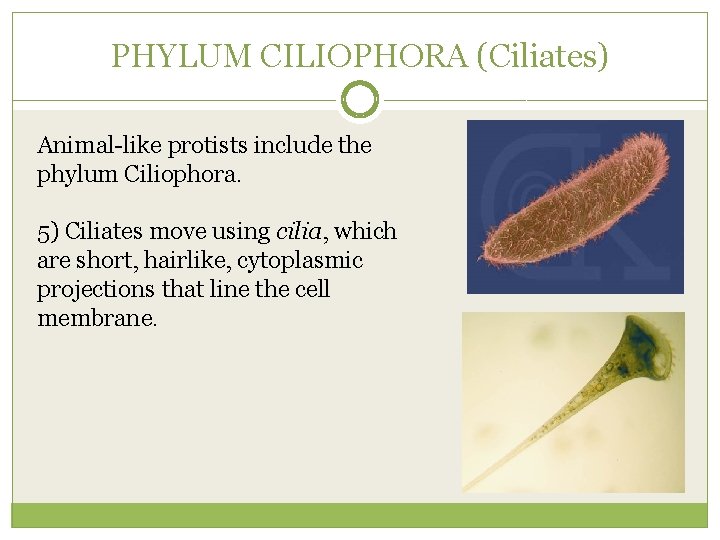 PHYLUM CILIOPHORA (Ciliates) Animal-like protists include the phylum Ciliophora. 5) Ciliates move using cilia,