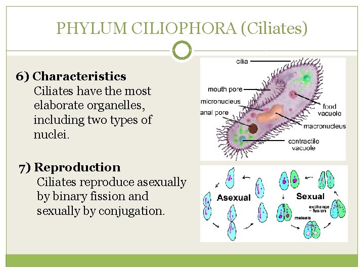 PHYLUM CILIOPHORA (Ciliates) 6) Characteristics Ciliates have the most elaborate organelles, including two types