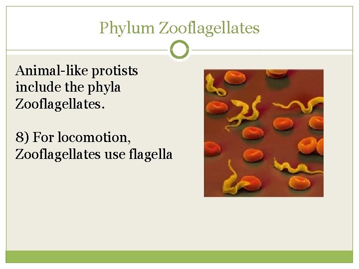 Phylum Zooflagellates Animal-like protists include the phyla Zooflagellates. 8) For locomotion, Zooflagellates use flagella