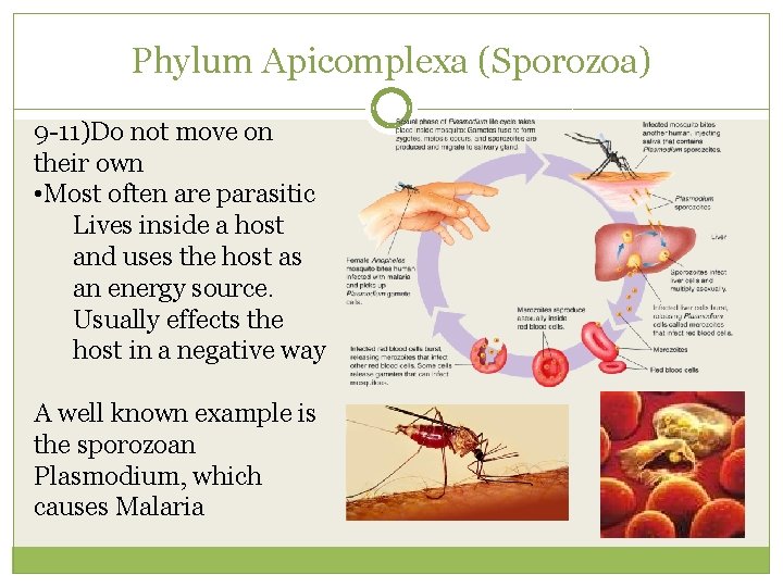 Phylum Apicomplexa (Sporozoa) 9 -11)Do not move on their own • Most often are