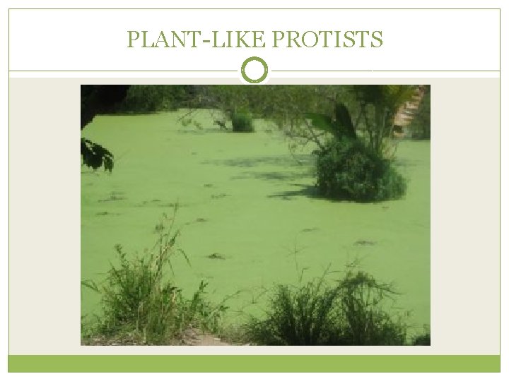 PLANT-LIKE PROTISTS 